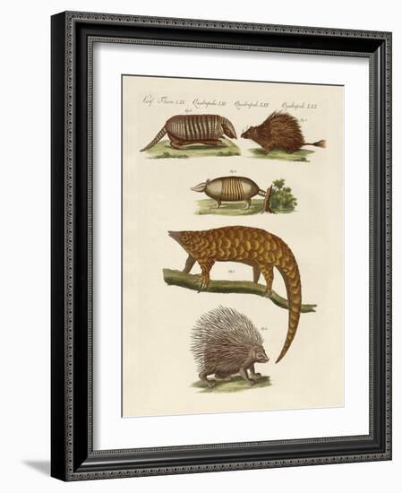 Armoured and Prickly Animals-null-Framed Giclee Print