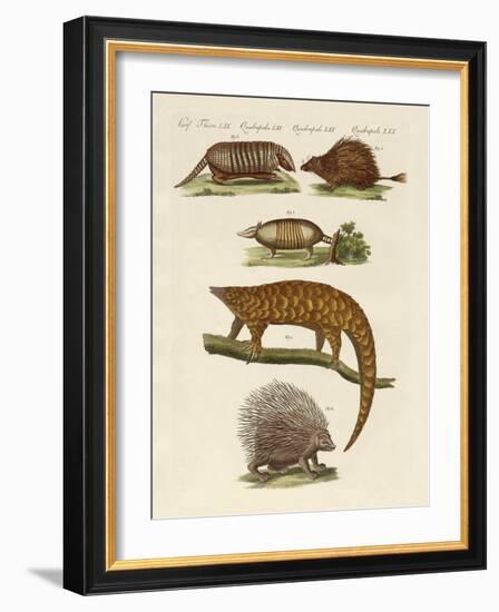 Armoured and Prickly Animals-null-Framed Giclee Print