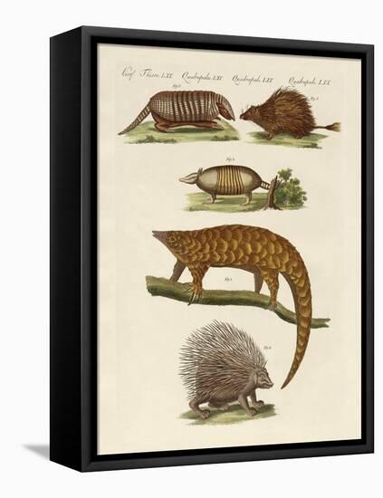 Armoured and Prickly Animals-null-Framed Premier Image Canvas