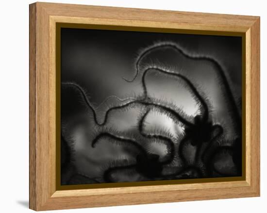 Arms of a Starfish-Henry Horenstein-Framed Premier Image Canvas