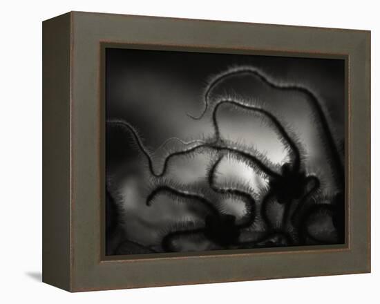 Arms of a Starfish-Henry Horenstein-Framed Premier Image Canvas