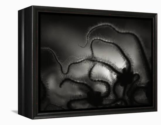 Arms of a Starfish-Henry Horenstein-Framed Premier Image Canvas