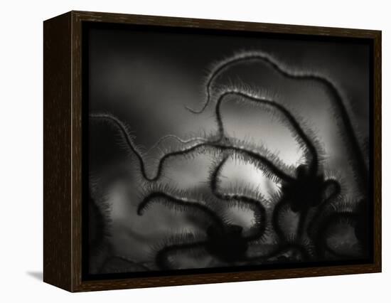 Arms of a Starfish-Henry Horenstein-Framed Premier Image Canvas
