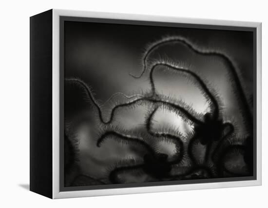 Arms of a Starfish-Henry Horenstein-Framed Premier Image Canvas