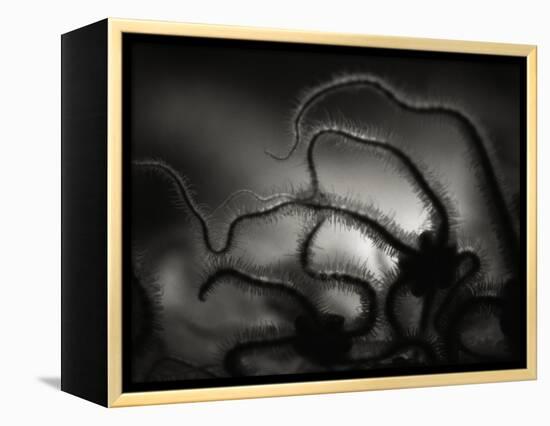 Arms of a Starfish-Henry Horenstein-Framed Premier Image Canvas