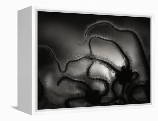 Arms of a Starfish-Henry Horenstein-Framed Premier Image Canvas