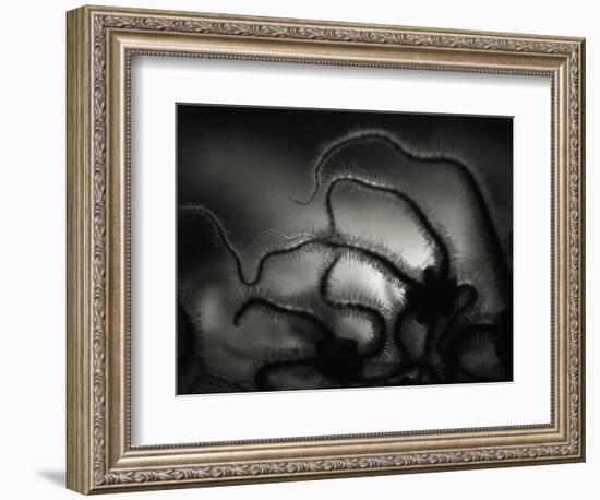 Arms of a Starfish-Henry Horenstein-Framed Photographic Print