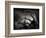 Arms of a Starfish-Henry Horenstein-Framed Photographic Print