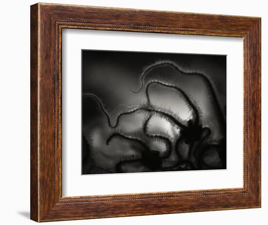 Arms of a Starfish-Henry Horenstein-Framed Photographic Print