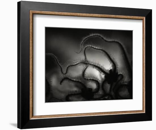 Arms of a Starfish-Henry Horenstein-Framed Photographic Print