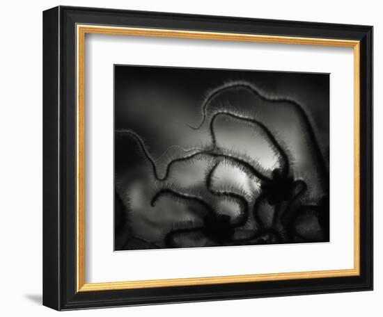 Arms of a Starfish-Henry Horenstein-Framed Photographic Print