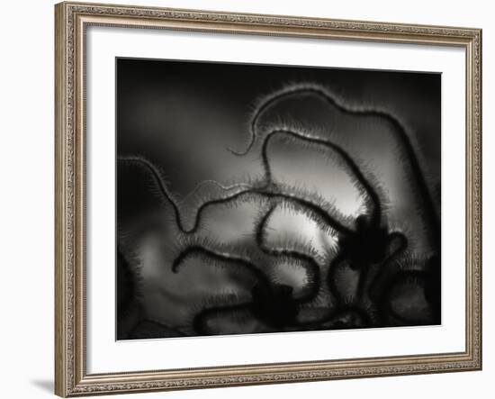 Arms of a Starfish-Henry Horenstein-Framed Photographic Print