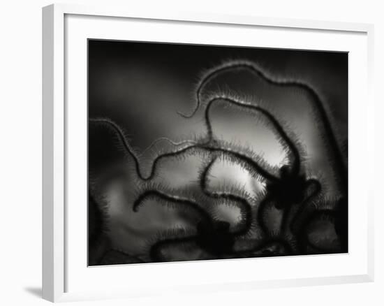 Arms of a Starfish-Henry Horenstein-Framed Photographic Print