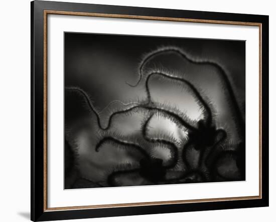 Arms of a Starfish-Henry Horenstein-Framed Photographic Print