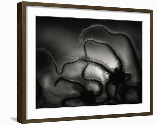 Arms of a Starfish-Henry Horenstein-Framed Photographic Print