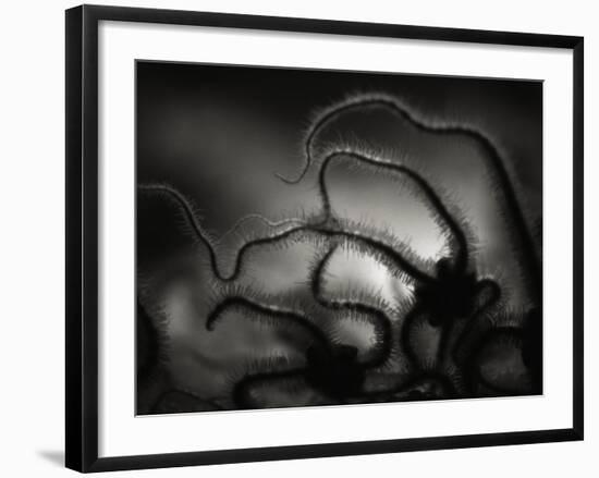 Arms of a Starfish-Henry Horenstein-Framed Photographic Print