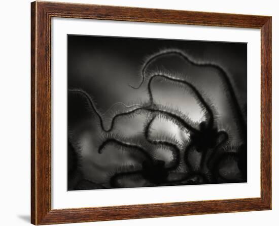 Arms of a Starfish-Henry Horenstein-Framed Photographic Print