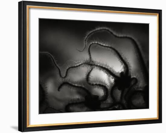 Arms of a Starfish-Henry Horenstein-Framed Photographic Print