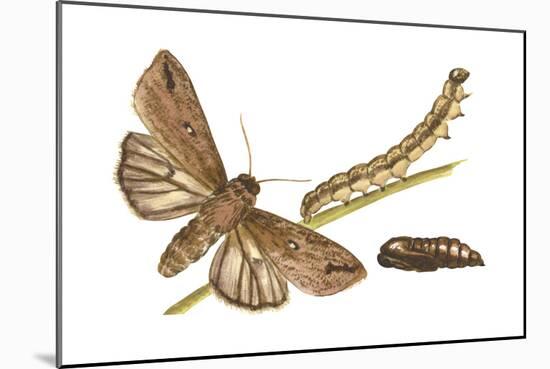 Armyworm Moth, Caterpillar, and Pupae (Mythimna Unipuncta), Insects-Encyclopaedia Britannica-Mounted Art Print