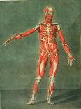 Deep Muscular System of the Back of the Body-Arnauld Eloi Gautier D'agoty-Giclee Print