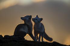 Arctic Fox-Arne K Mala-Premier Image Canvas