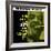 Arnett Cobb - Blow Arnett, Blow-null-Framed Art Print