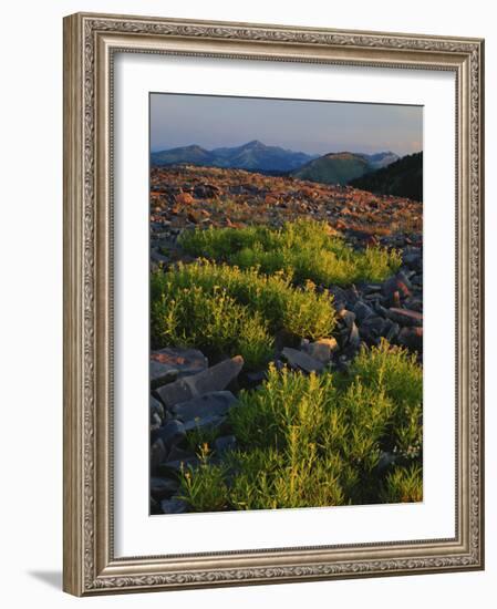 Arnica and Broken Rocks on Ridge Near Mount Isabel, Bridger National Forest, Wyoming, USA-Scott T. Smith-Framed Photographic Print