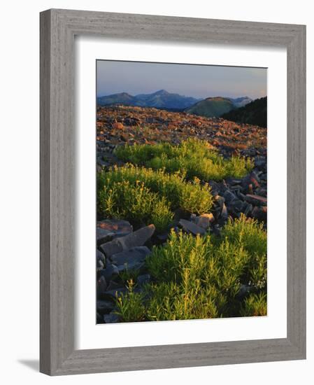 Arnica and Broken Rocks on Ridge Near Mount Isabel, Bridger National Forest, Wyoming, USA-Scott T. Smith-Framed Photographic Print