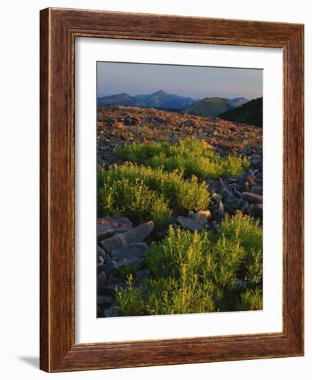 Arnica and Broken Rocks on Ridge Near Mount Isabel, Bridger National Forest, Wyoming, USA-Scott T. Smith-Framed Photographic Print