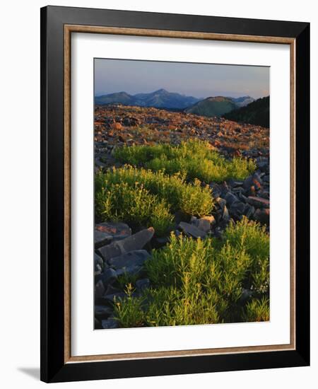 Arnica and Broken Rocks on Ridge Near Mount Isabel, Bridger National Forest, Wyoming, USA-Scott T. Smith-Framed Photographic Print