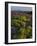 Arnica and Broken Rocks on Ridge Near Mount Isabel, Bridger National Forest, Wyoming, USA-Scott T. Smith-Framed Photographic Print