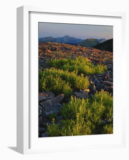 Arnica and Broken Rocks on Ridge Near Mount Isabel, Bridger National Forest, Wyoming, USA-Scott T. Smith-Framed Photographic Print