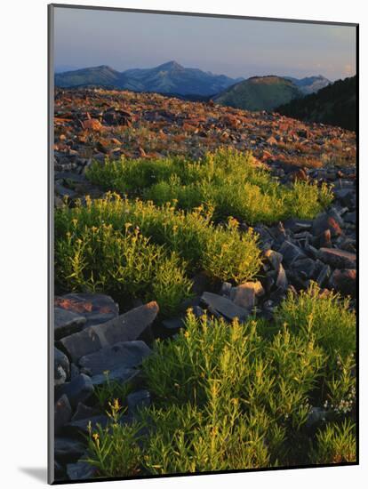 Arnica and Broken Rocks on Ridge Near Mount Isabel, Bridger National Forest, Wyoming, USA-Scott T. Smith-Mounted Photographic Print
