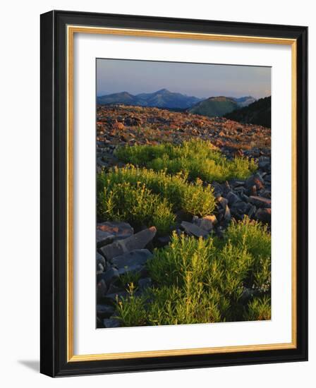 Arnica and Broken Rocks on Ridge Near Mount Isabel, Bridger National Forest, Wyoming, USA-Scott T. Smith-Framed Photographic Print