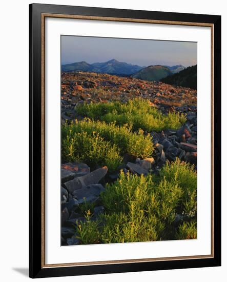 Arnica and Broken Rocks on Ridge Near Mount Isabel, Bridger National Forest, Wyoming, USA-Scott T. Smith-Framed Photographic Print