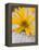 Arnica Flower-null-Framed Premier Image Canvas