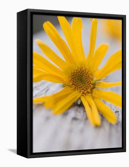 Arnica Flower-null-Framed Premier Image Canvas