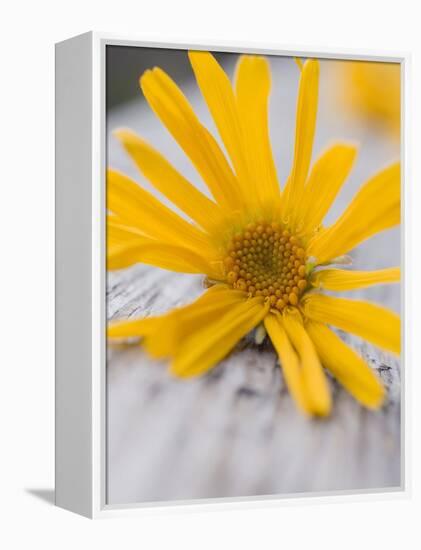 Arnica Flower-null-Framed Premier Image Canvas