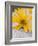 Arnica Flower-null-Framed Photographic Print