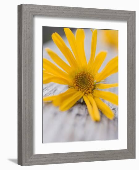 Arnica Flower-null-Framed Photographic Print