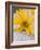 Arnica Flower-null-Framed Photographic Print