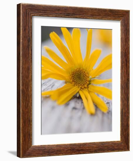 Arnica Flower-null-Framed Photographic Print