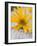 Arnica Flower-null-Framed Photographic Print