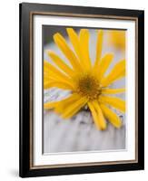 Arnica Flower-null-Framed Photographic Print