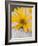 Arnica Flower-null-Framed Photographic Print