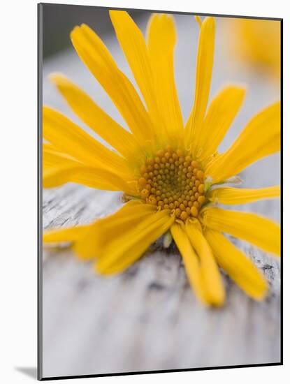 Arnica Flower-null-Mounted Photographic Print
