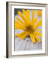 Arnica Flower-null-Framed Photographic Print