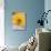 Arnica Flower-null-Photographic Print displayed on a wall