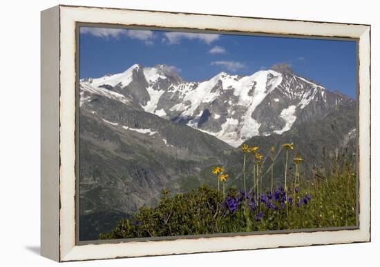 Arnica Montana And Mont Blanc-Bob Gibbons-Framed Premier Image Canvas