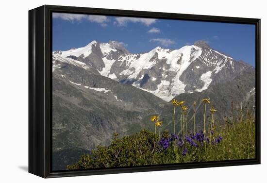 Arnica Montana And Mont Blanc-Bob Gibbons-Framed Premier Image Canvas